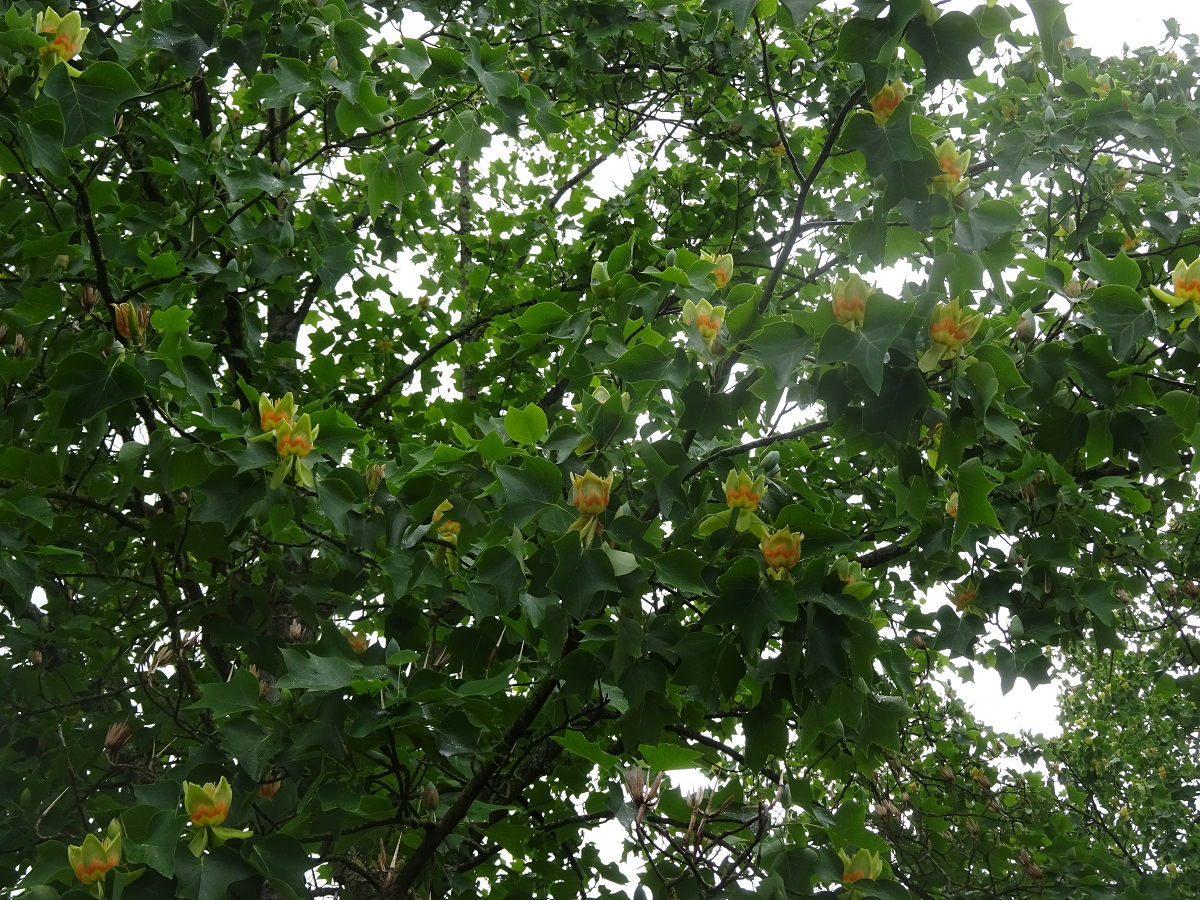 Liriodendron tulipifera (Magnoliaceae)